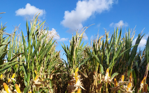 Zdjęcie kukurydzy CHARLOTTA z AGROCHEST na polu demonstracyjnym w Sielinku 17.10.2023