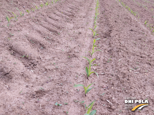 Zdjęcie 1. kukurydzy Charlotta z SAATBAU na polu demonstracyjnym w Sielinku 19.05.2023