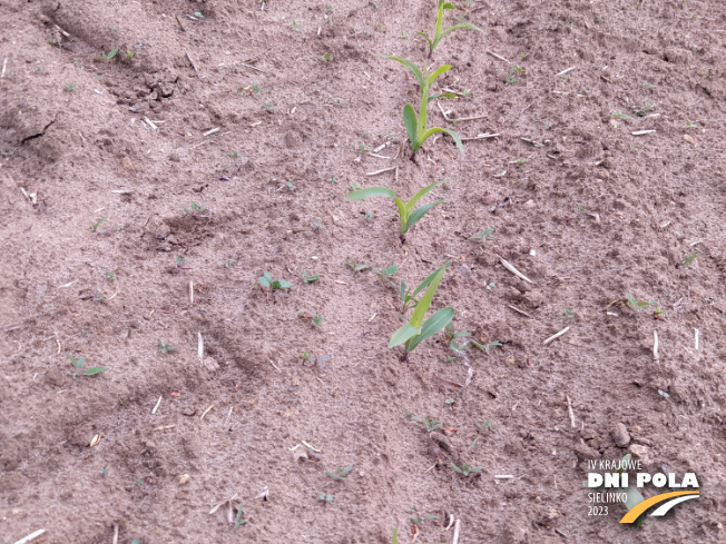 Zdjęcie 2. kukurydzy Charlotta z SAATBAU na polu demonstracyjnym w Sielinku 19.05.2023