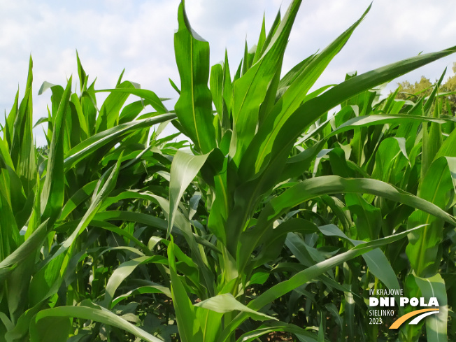 Zdjęcie 1. kukurydzy INSPIRO z SAATBAU na polu demonstracyjnym w Sielinku 04.07.2023