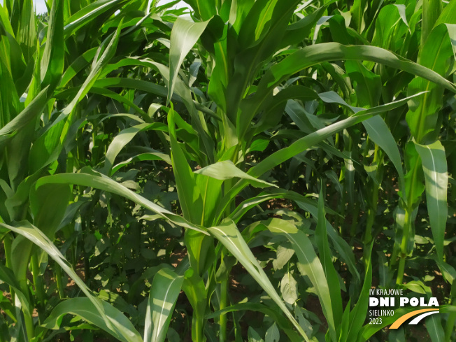 Zdjęcie 2. kukurydzy INSPIRO z SAATBAU na polu demonstracyjnym w Sielinku 04.07.2023