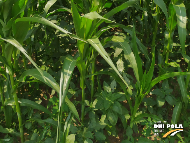 Zdjęcie 3. kukurydzy INSPIRO z SAATBAU na polu demonstracyjnym w Sielinku 04.07.2023