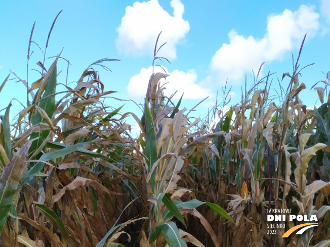 Zdjęcie 1. kukurydzy INSPIRO z SAATBAU na polu demonstracyjnym w Sielinku 17.10.2023