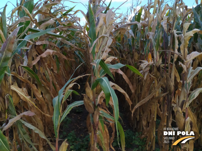 Zdjęcie 2. kukurydzy INSPIRO z SAATBAU na polu demonstracyjnym w Sielinku 17.10.2023