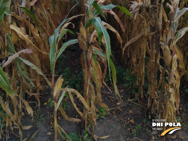 Zdjęcie 3. kukurydzy INSPIRO z SAATBAU na polu demonstracyjnym w Sielinku 17.10.2023