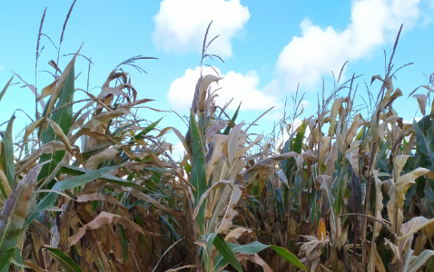 Zdjęcie kukurydzy INSPIRO z SAATBAU na polu demonstracyjnym w Sielinku 17.10.2023