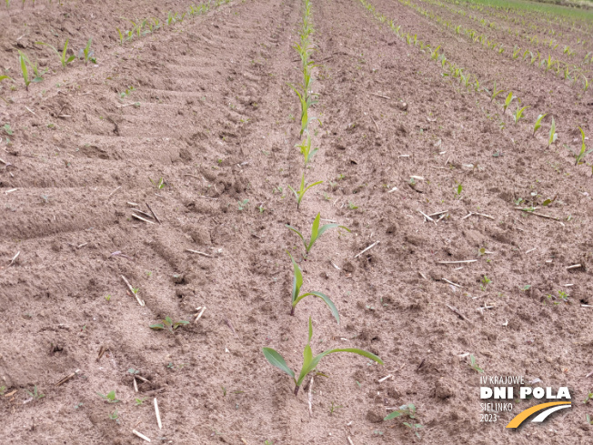 Zdjęcie 1. kukurydzy Inspiro z SAATBAU na polu demonstracyjnym w Sielinku 19.05.2023