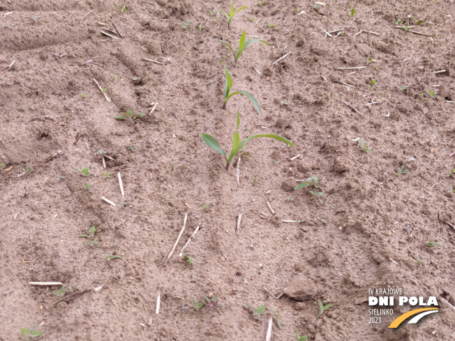 Zdjęcie 2. kukurydzy Inspiro z SAATBAU na polu demonstracyjnym w Sielinku 19.05.2023