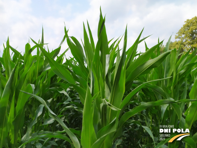 Zdjęcie 1. kukurydzy LIGATO z SAATBAU na polu demonstracyjnym w Sielinku 04.07.2023
