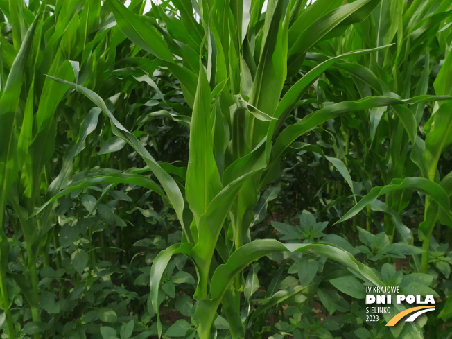 Zdjęcie 2. kukurydzy LIGATO z SAATBAU na polu demonstracyjnym w Sielinku 04.07.2023