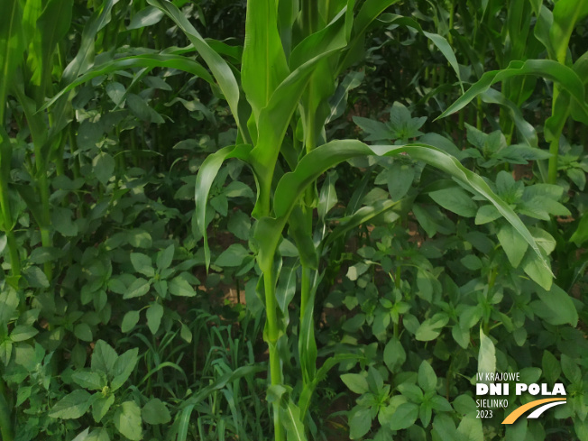 Zdjęcie 3. kukurydzy LIGATO z SAATBAU na polu demonstracyjnym w Sielinku 04.07.2023