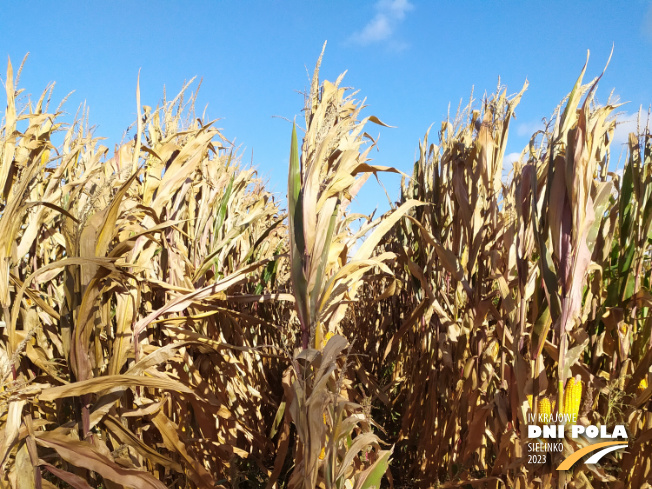 Zdjęcie 1. kukurydzy LIGATO z SAATBAU na polu demonstracyjnym w Sielinku 17.10.2023