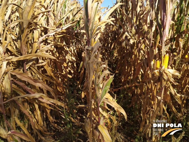 Zdjęcie 2. kukurydzy LIGATO z SAATBAU na polu demonstracyjnym w Sielinku 17.10.2023