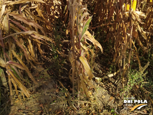 Zdjęcie 3. kukurydzy LIGATO z SAATBAU na polu demonstracyjnym w Sielinku 17.10.2023