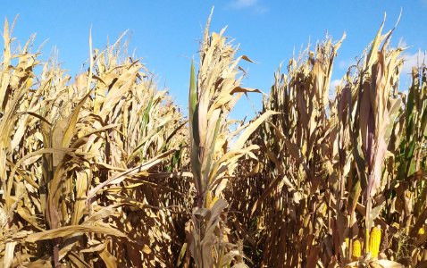 Zdjęcie kukurydzy LIGATO z SAATBAU na polu demonstracyjnym w Sielinku 17.10.2023