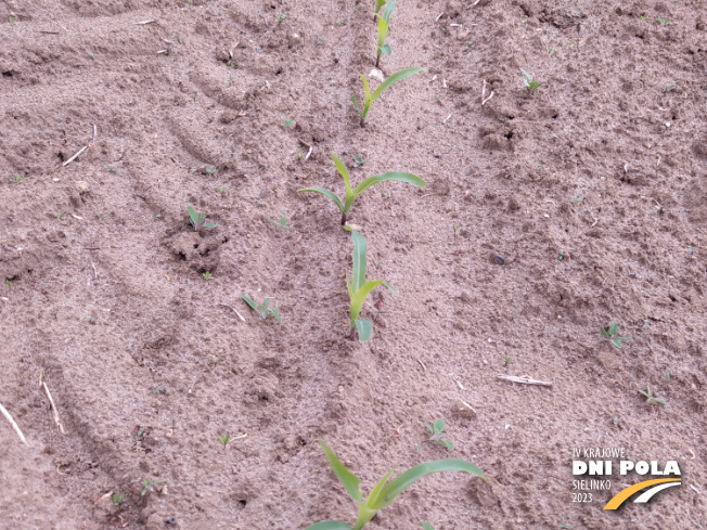 Zdjęcie 2. kukurydzy Ligato z SAATBAU na polu demonstracyjnym w Sielinku 19.05.2023