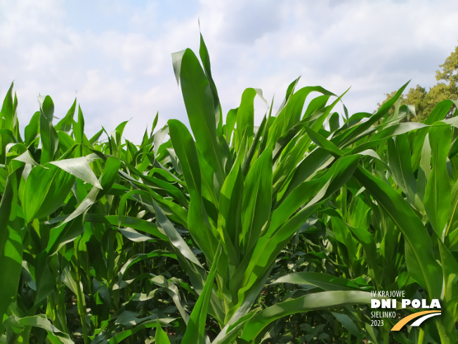 Zdjęcie 1. kukurydzy TABARRO z SAATBAU na polu demonstracyjnym w Sielinku 04.07.2023