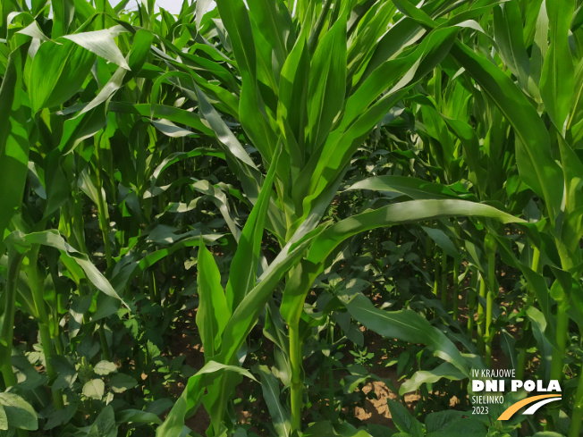 Zdjęcie 2. kukurydzy TABARRO z SAATBAU na polu demonstracyjnym w Sielinku 04.07.2023