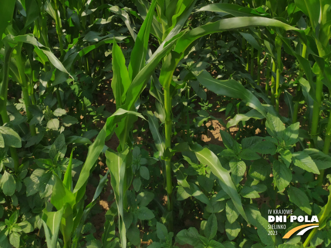 Zdjęcie 3. kukurydzy TABARRO z SAATBAU na polu demonstracyjnym w Sielinku 04.07.2023
