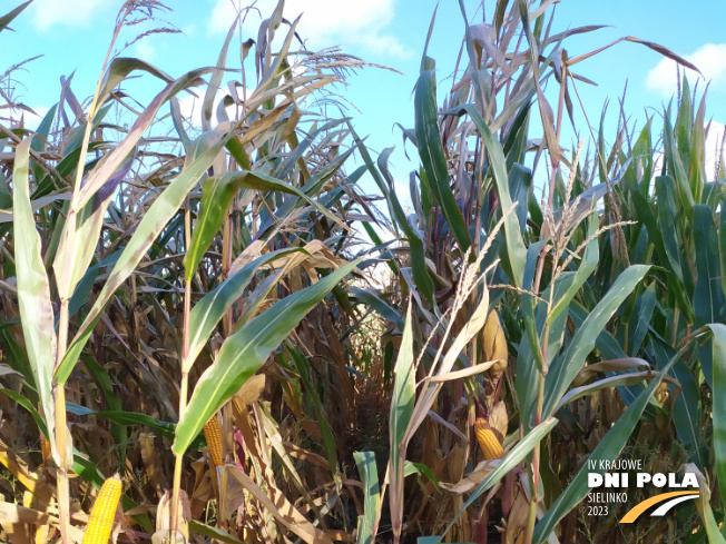 Zdjęcie 1. kukurydzy TABARRO z SAATBAU na polu demonstracyjnym w Sielinku 17.10.2023