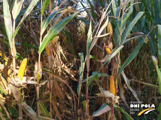 Zdjęcie 2. kukurydzy TABARRO z SAATBAU na polu demonstracyjnym w Sielinku 17.10.2023