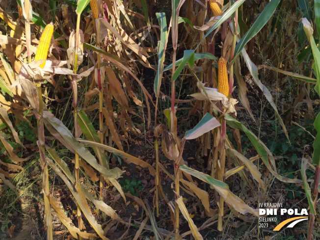 Zdjęcie 3. kukurydzy TABARRO z SAATBAU na polu demonstracyjnym w Sielinku 17.10.2023