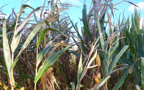 Zdjęcie kukurydzy TABARRO z SAATBAU na polu demonstracyjnym w Sielinku 17.10.2023