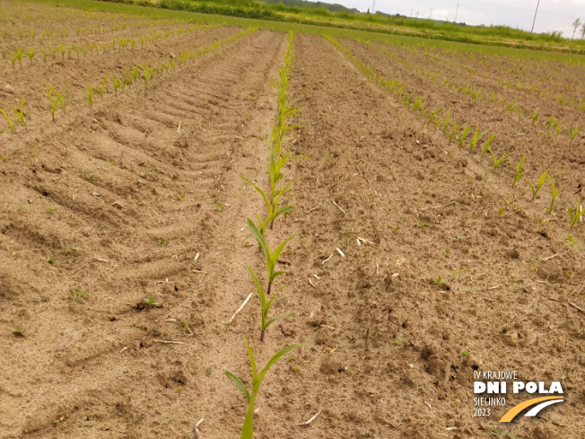 Zdjęcie 1. kukurydzy Tabarro z SAATBAU na polu demonstracyjnym w Sielinku 19.05.2023