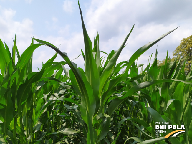 Zdjęcie 1. kukurydzy TIPICO z SAATBAU na polu demonstracyjnym w Sielinku 04.07.2023