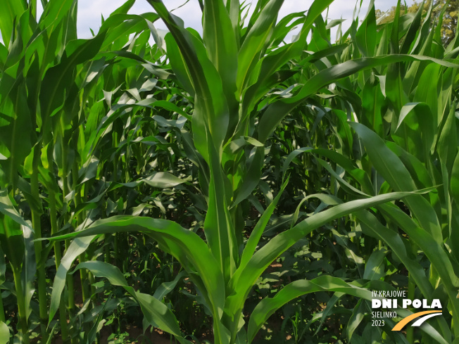 Zdjęcie 2. kukurydzy TIPICO z SAATBAU na polu demonstracyjnym w Sielinku 04.07.2023