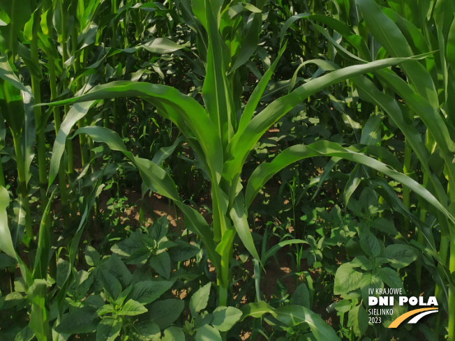 Zdjęcie 3. kukurydzy TIPICO z SAATBAU na polu demonstracyjnym w Sielinku 04.07.2023