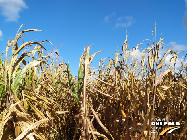 Zdjęcie 1. kukurydzy TIPICO z SAATBAU na polu demonstracyjnym w Sielinku 17.10.2023