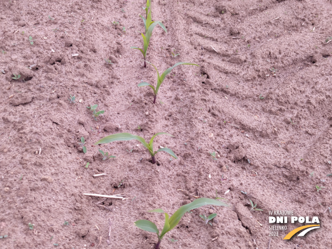 Zdjęcie 2. kukurydzy Tipico z SAATBAU na polu demonstracyjnym w Sielinku 19.05.2023