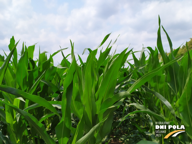 Zdjęcie 1. kukurydzy MAXIMAIZE SY 250 E z Syngenta na polu demonstracyjnym w Sielinku 04.07.2023