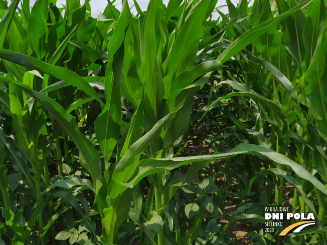 Zdjęcie 2. kukurydzy MAXIMAIZE SY 250 E z Syngenta na polu demonstracyjnym w Sielinku 04.07.2023