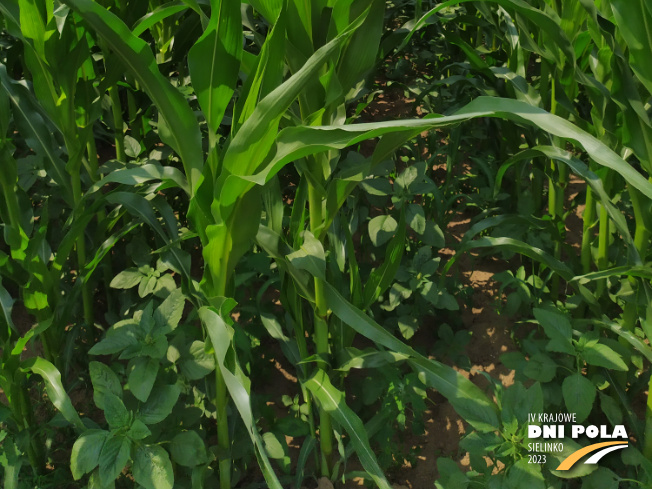 Zdjęcie 3. kukurydzy MAXIMAIZE SY 250 E z Syngenta na polu demonstracyjnym w Sielinku 04.07.2023