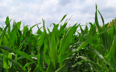 Zdjęcie kukurydzy MAXIMAIZE SY 250 E z Syngenta na polu demonstracyjnym w Sielinku 04.07.2023
