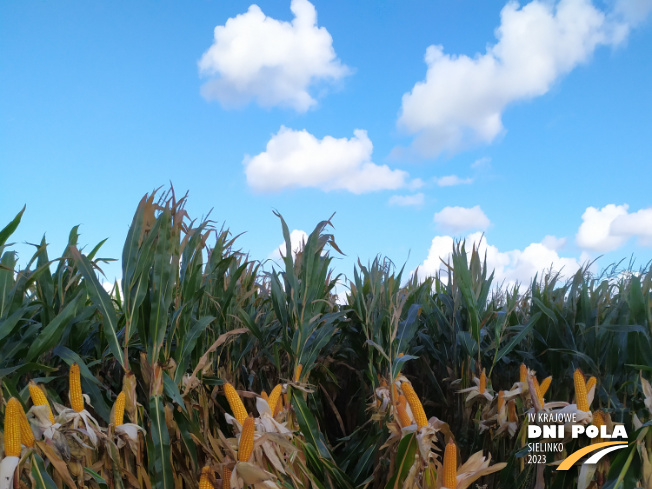 Zdjęcie 1. kukurydzy MAXIMAIZE SY 250 E z Syngenta na polu demonstracyjnym w Sielinku 17.10.2023