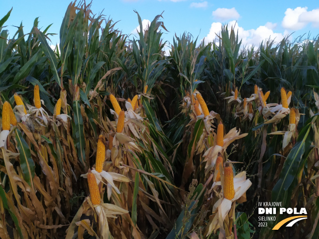 Zdjęcie 2. kukurydzy MAXIMAIZE SY 250 E z Syngenta na polu demonstracyjnym w Sielinku 17.10.2023