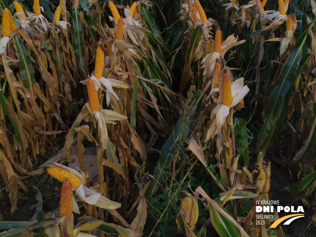 Zdjęcie 3. kukurydzy MAXIMAIZE SY 250 E z Syngenta na polu demonstracyjnym w Sielinku 17.10.2023