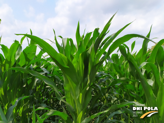 Zdjęcie 1. kukurydzy SY AMFORA z Syngenta na polu demonstracyjnym w Sielinku 04.07.2023