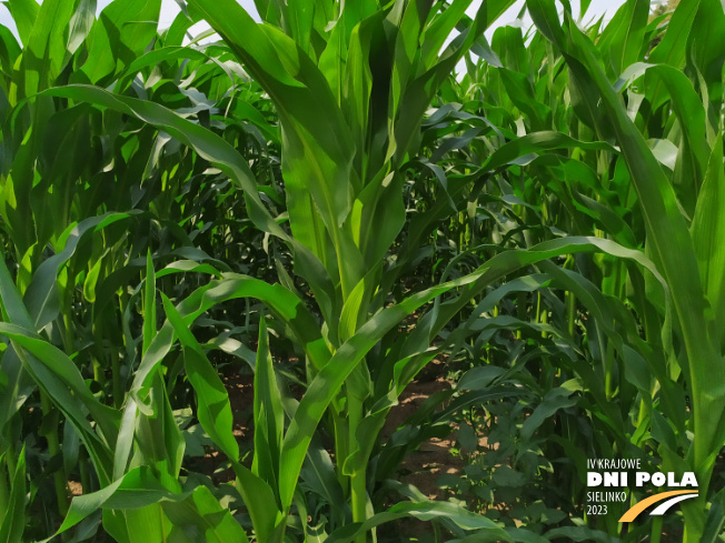 Zdjęcie 2. kukurydzy SY AMFORA z Syngenta na polu demonstracyjnym w Sielinku 04.07.2023