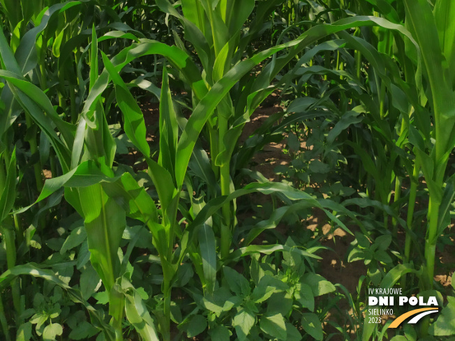 Zdjęcie 3. kukurydzy SY AMFORA z Syngenta na polu demonstracyjnym w Sielinku 04.07.2023