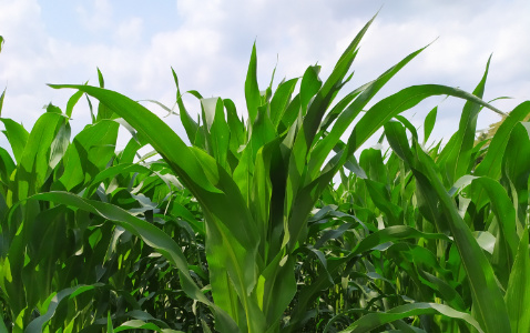 Zdjęcie kukurydzy SY AMFORA z Syngenta na polu demonstracyjnym w Sielinku 04.07.2023