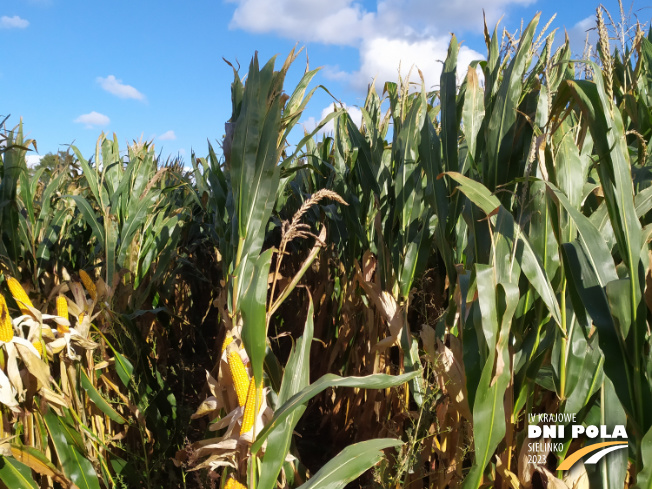 Zdjęcie 1. kukurydzy SY AMFORA z Syngenta na polu demonstracyjnym w Sielinku 17.10.2023