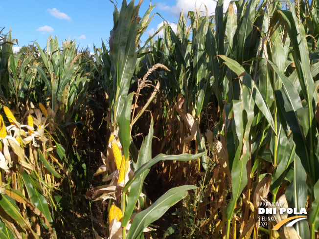Zdjęcie 2. kukurydzy SY AMFORA z Syngenta na polu demonstracyjnym w Sielinku 17.10.2023