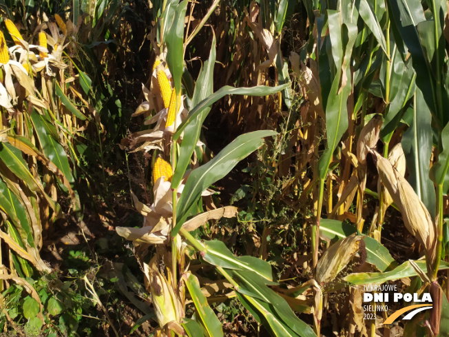 Zdjęcie 3. kukurydzy SY AMFORA z Syngenta na polu demonstracyjnym w Sielinku 17.10.2023