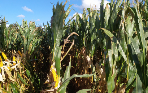 Zdjęcie kukurydzy SY AMFORA z Syngenta na polu demonstracyjnym w Sielinku 17.10.2023