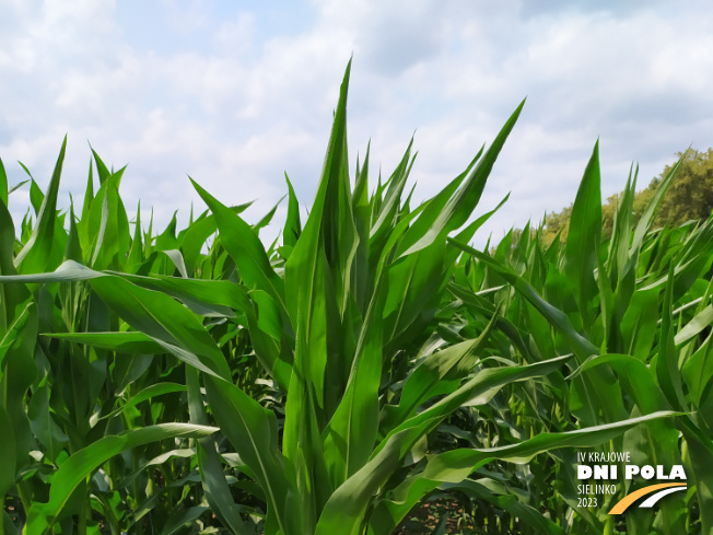 Zdjęcie 1. kukurydzy SY CALO z Syngenta na polu demonstracyjnym w Sielinku 04.07.2023