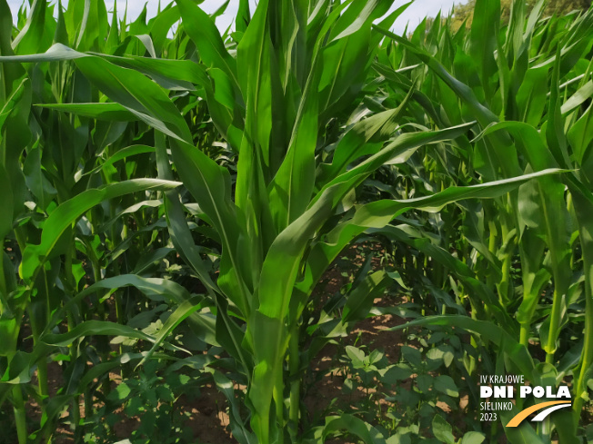 Zdjęcie 2. kukurydzy SY CALO z Syngenta na polu demonstracyjnym w Sielinku 04.07.2023